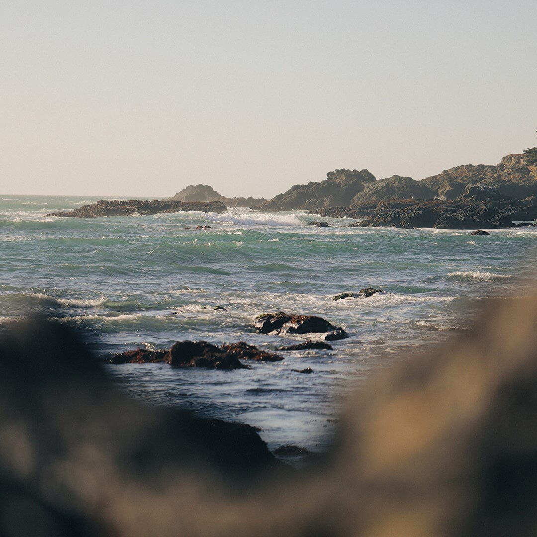 Kelp Forest Shampoo